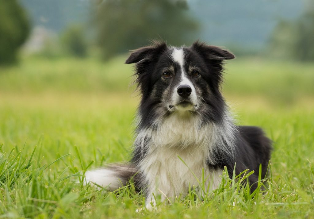 7 Hardest Dogs to Train for Dog Parents |