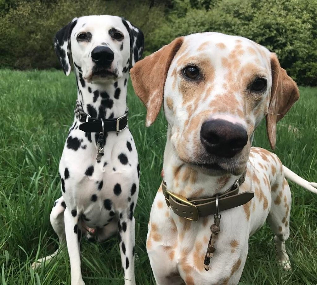 hardest dogs to train: Dalmatian