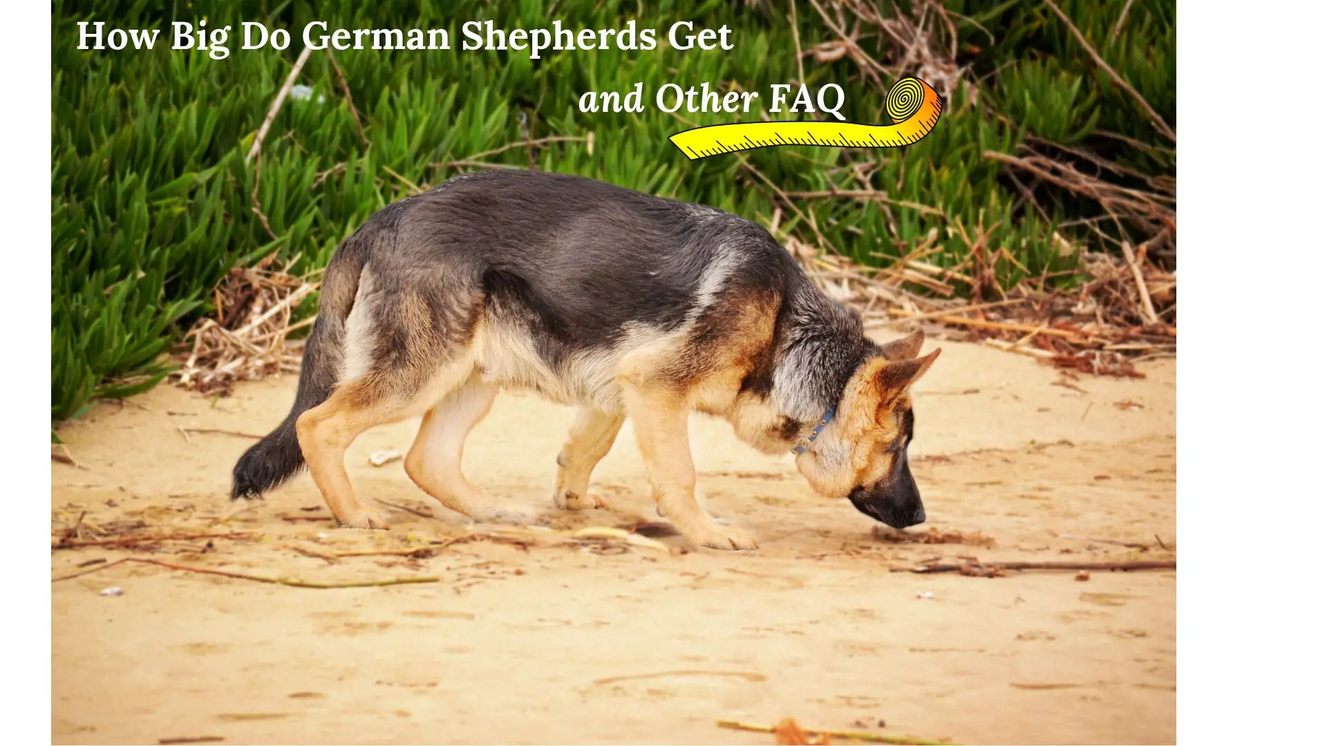 how big do german shepherds ge