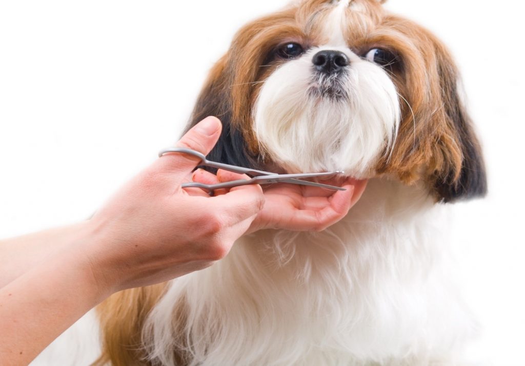 how to groom a dog face