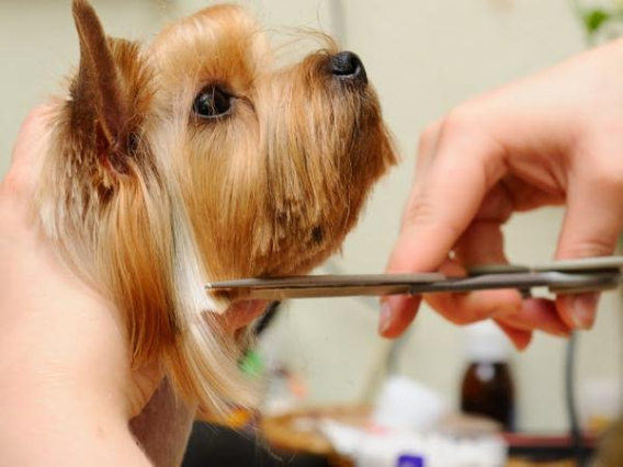 how to groom a dog face