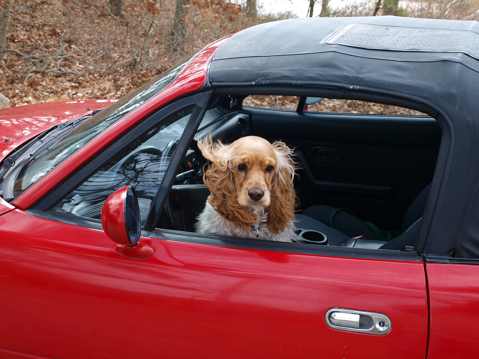 how to remove dog hair from car