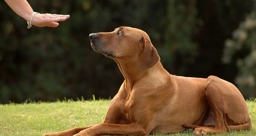 how to train a deaf dog