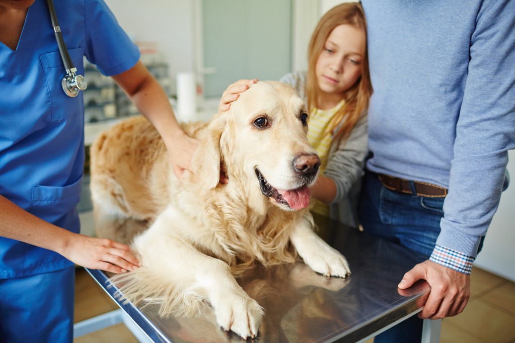 How to Train a Therapy Dog A Walkthrough Glamorous Dogs