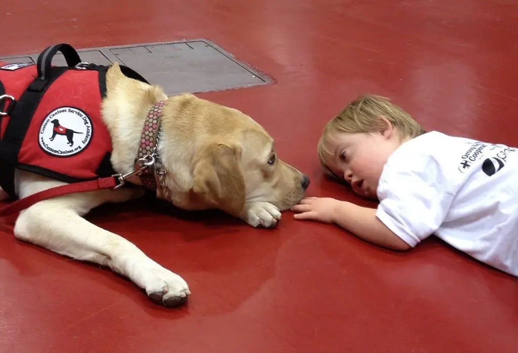 how-to-train-a-therapy-dog-2-1024x698.jpg