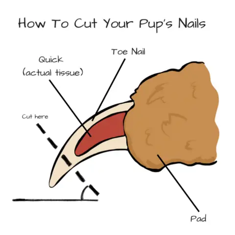 an illustration of the quick of the nail. how to trim black dog nails