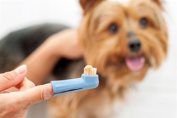 using a finger brush to clean a pup's teeth is one of the best ways to clean dogs teeth 