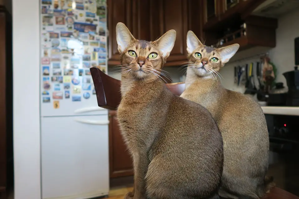 Abyssinian cat breed cute cats