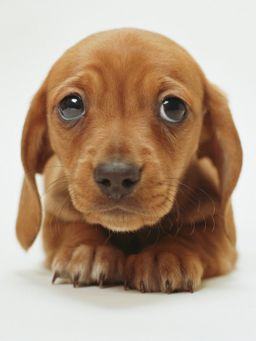 sad cute googly puppy eyes - best ways to clean dogs teeth
