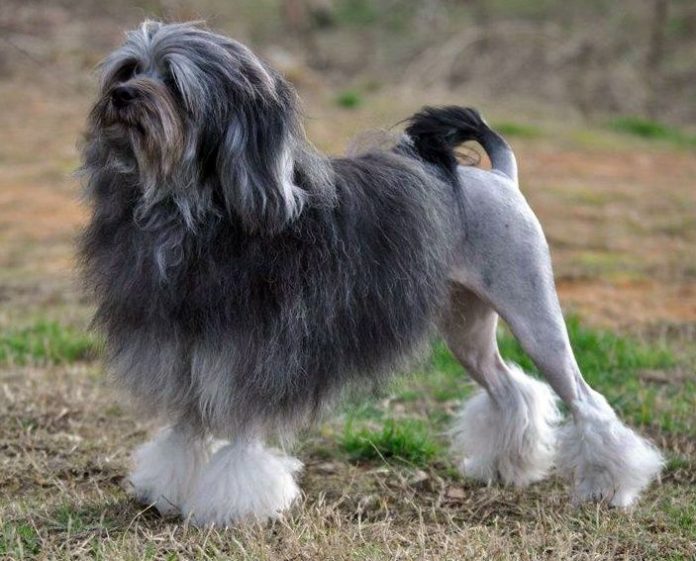 Top 11 Lion Dog Haircut Looking Great and Bad | Glamorous Dogs