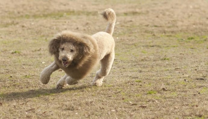 lion dog haircut
