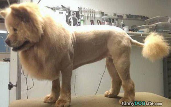 lion dog haircut
