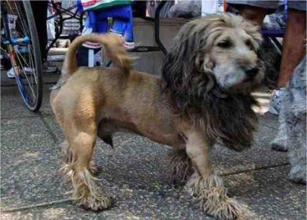 Top 11 Lion Dog Haircut Looking Great and Bad | Glamorous Dogs