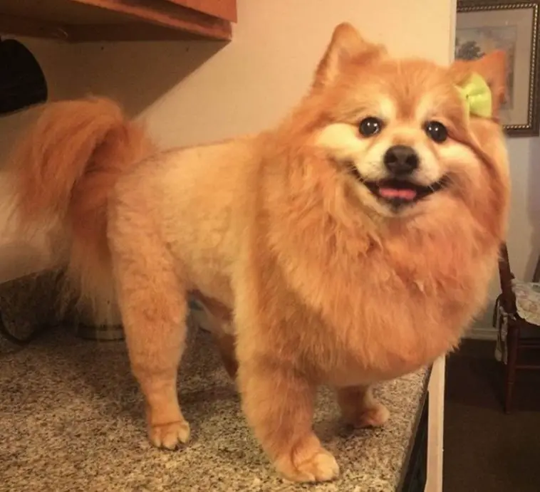 lion dog haircut: Pomeranian dog