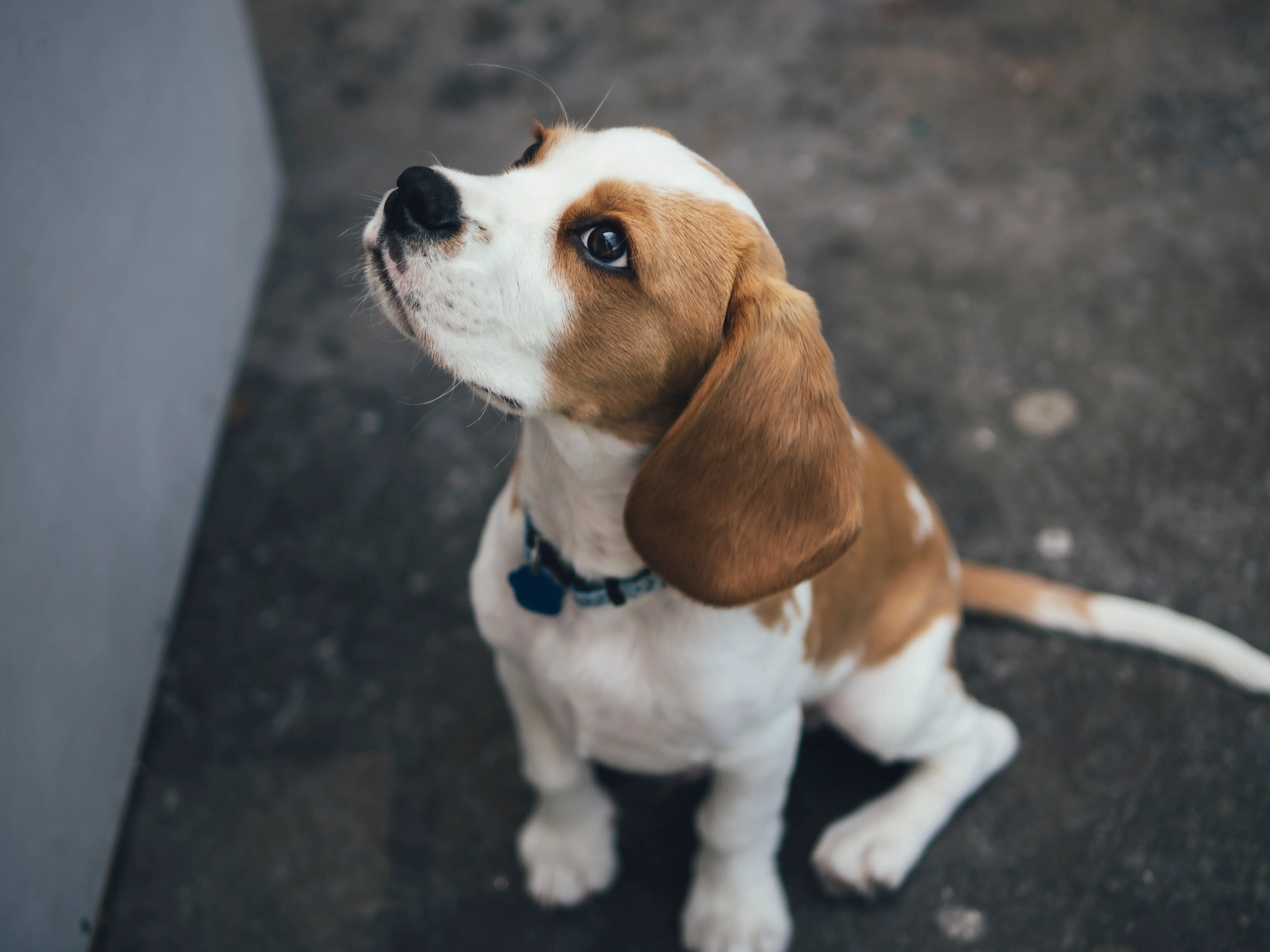Puppy Training Biting: When to Start and How |