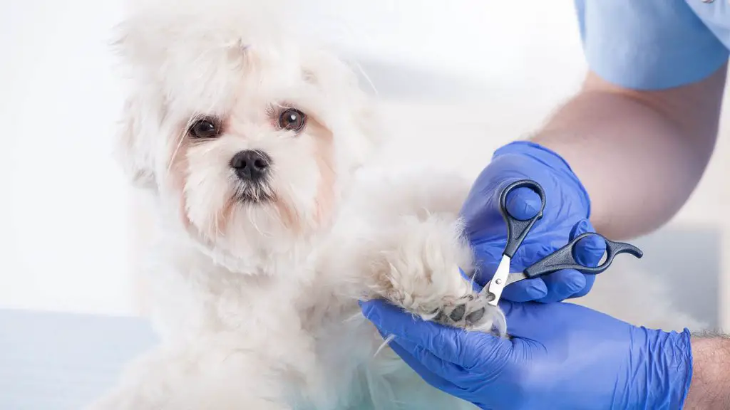How To Trim Your Dog's Nails When They Are Scared or Hate it |