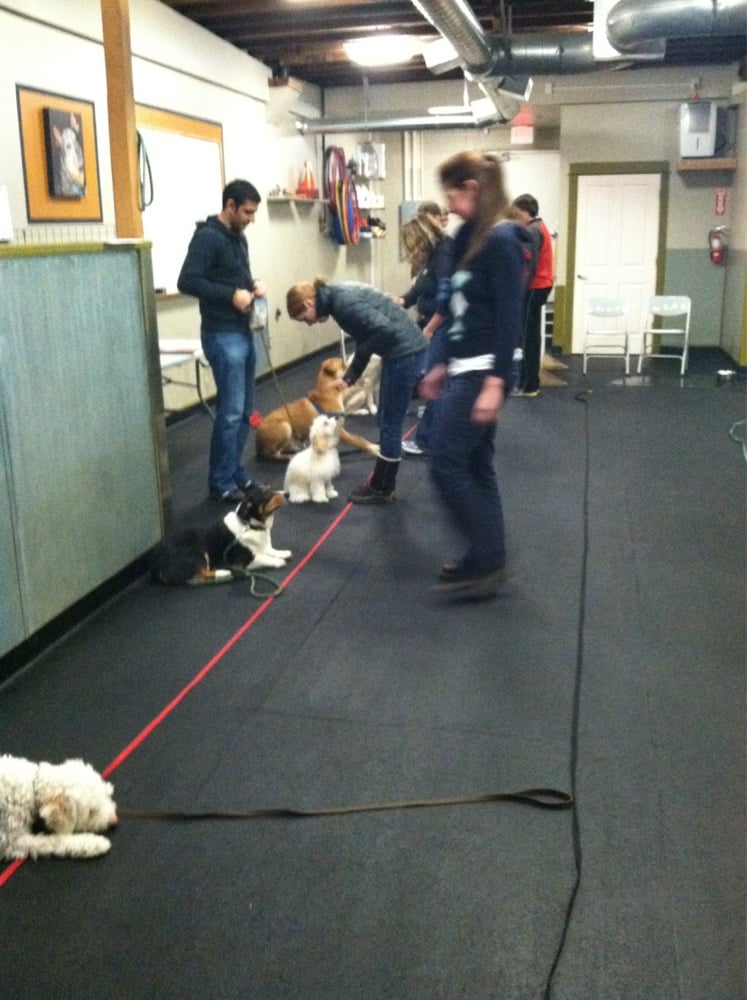 Top 10 Happy-Go-Lucky Dog Training Facilities in Portland [List] |