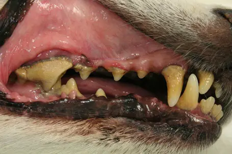 How to clean your dog's teeth naturally