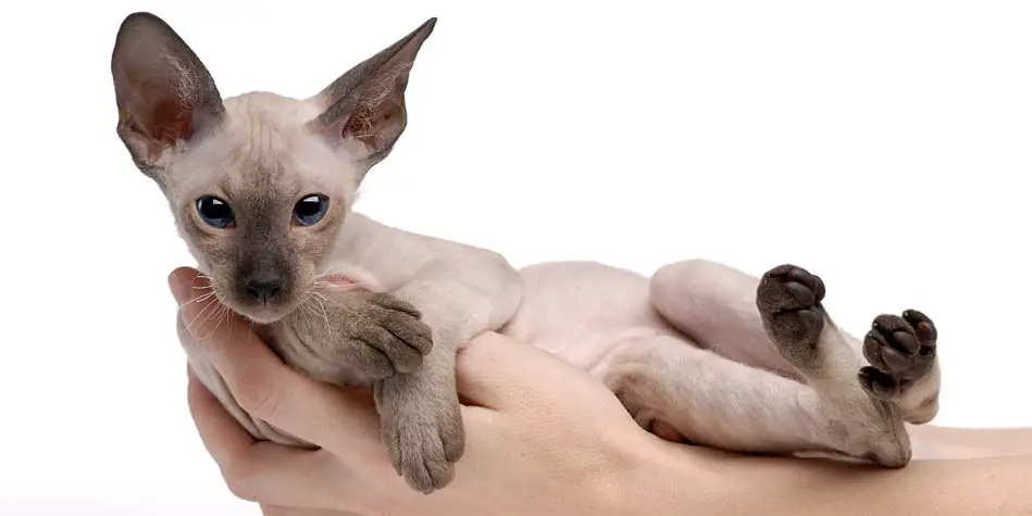Peterbald is one of the most unique-looking of all the hairless cat breeds