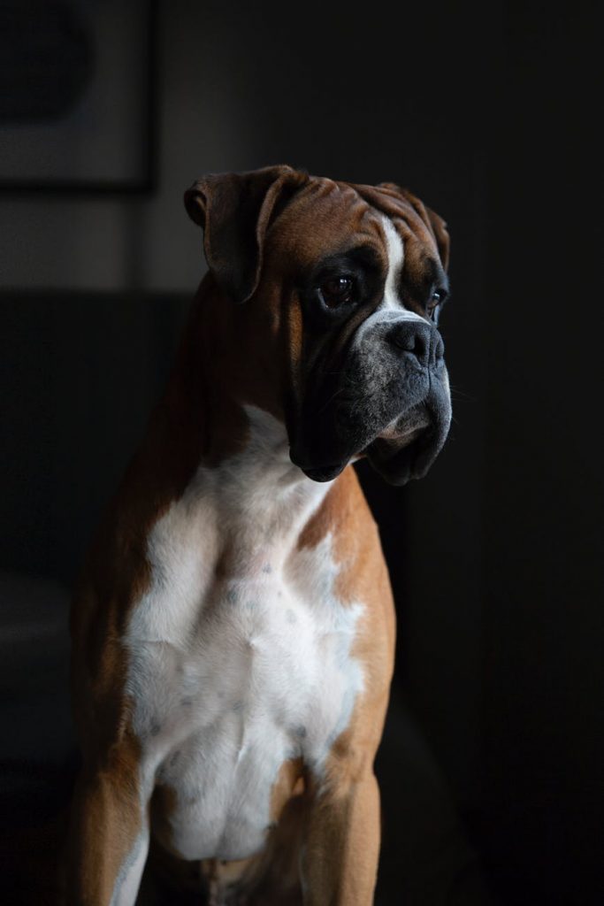 Boxer Puppy Training: How to Do It Right |