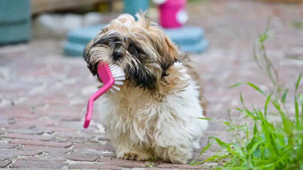 How to Clean Dogs Teeth in 9 Easy Steps? |