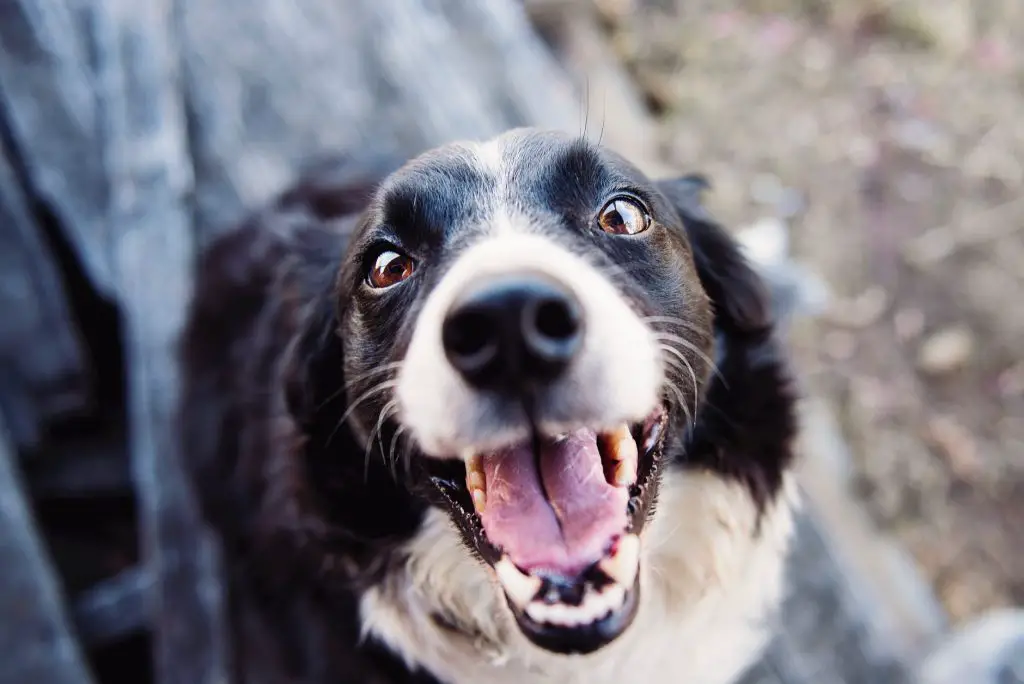 A dog smiling showing his pearly whites. this is used as a method to tell dog age by teeth