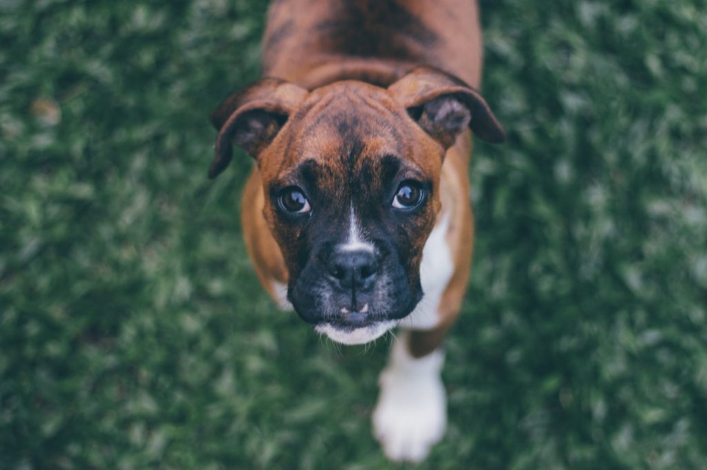 Boxer Puppy Training: How to Do It Right |