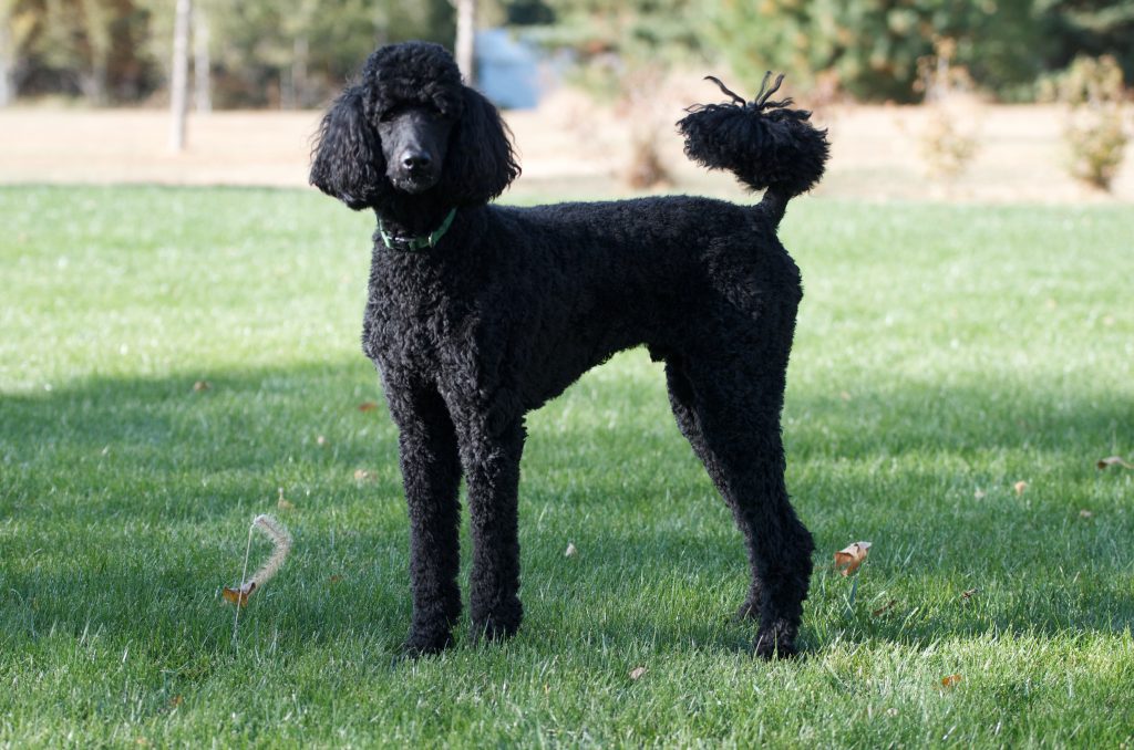 curly haired dogs: Standard poodle