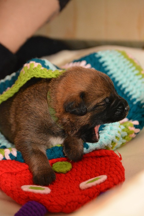 Bower puppy yawning. puppy training