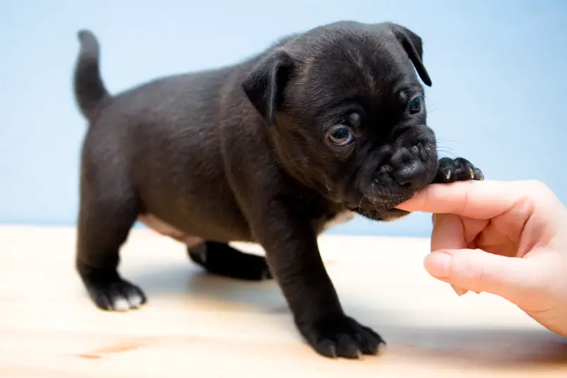 puppy biting hand with dog baby teeth