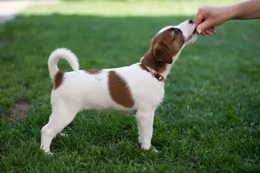 puppy training guide