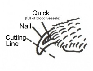 how to clip dog nails that are black