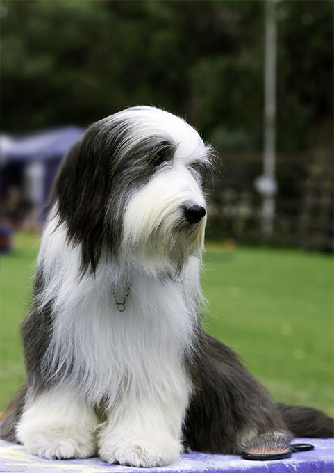 Top 12 Dogs with Hair ( #5 Is Dazzling) |