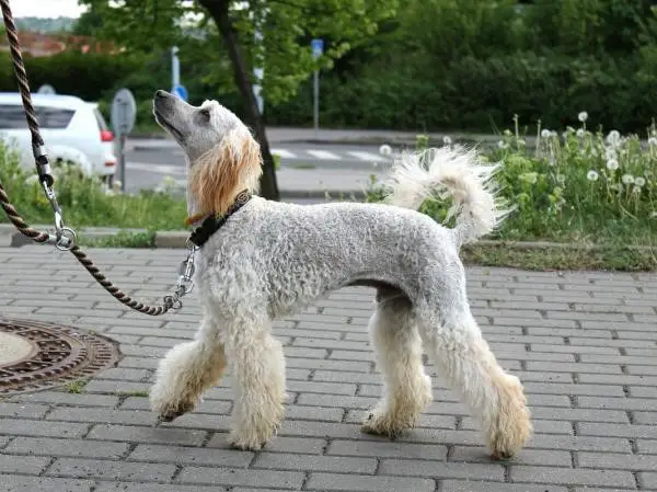 10 Small Dog Haircuts that Works for Any Small Dog |