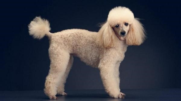 10 Small Dog Haircuts that Works for Any Small Dog |