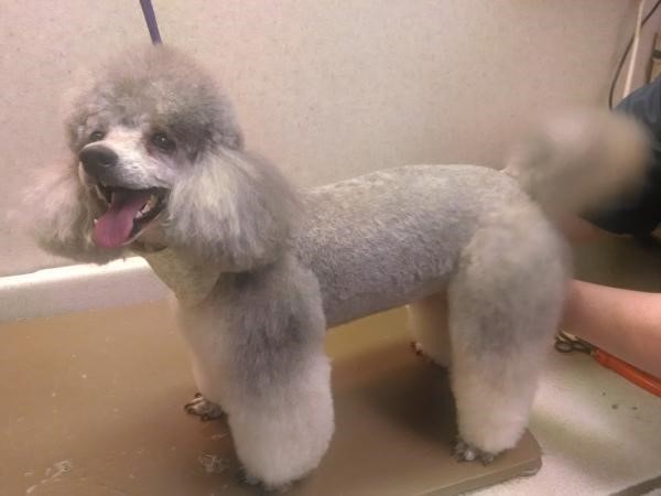 types of dog haircuts