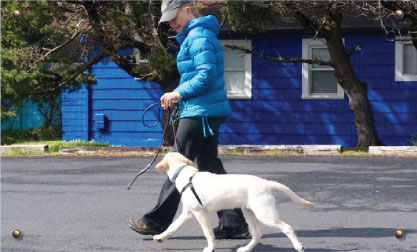 Top 10 Happy-Go-Lucky Dog Training Facilities in Portland [List] |