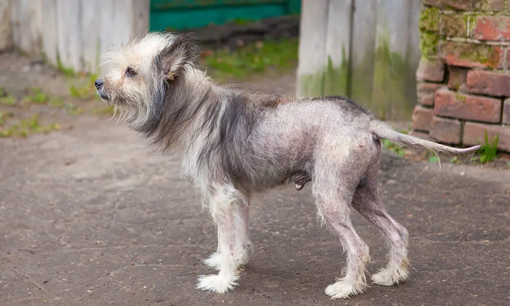 what causes hair loss in dogs