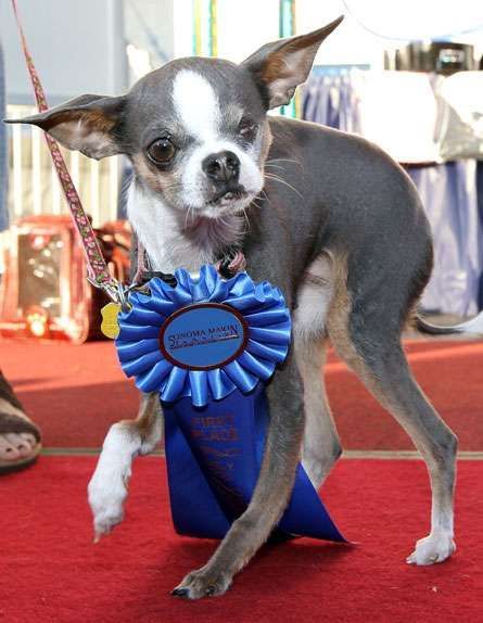 Princess Abby, the winner in the world's ugly dog contest for 2010. 