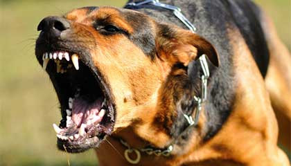 How to Train an Aggressive Dog |