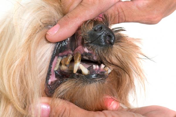 how to clean tartar off dog's teeth