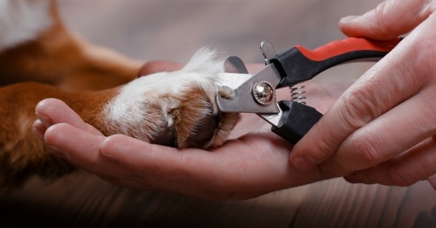 best way to trim dog nails