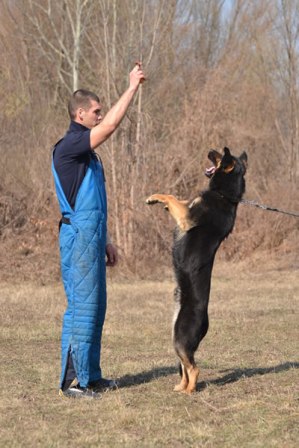 German Shepherd Puppy Training |