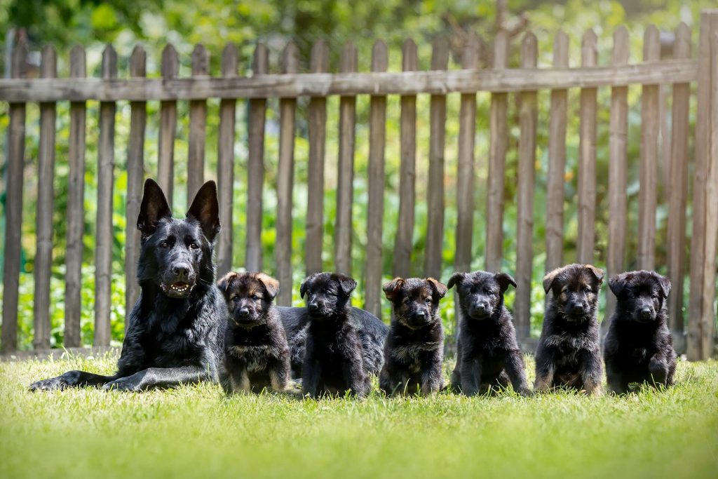 German Shepherd Puppy Training |