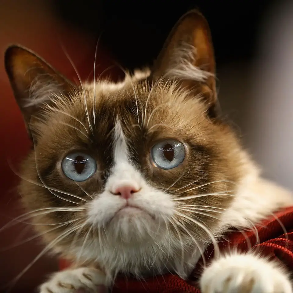 The dark side of Grumpy Cat: 