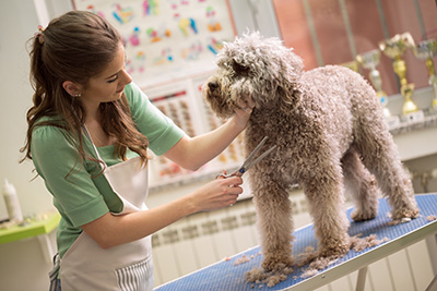 How to Become a Dog Groomer |
