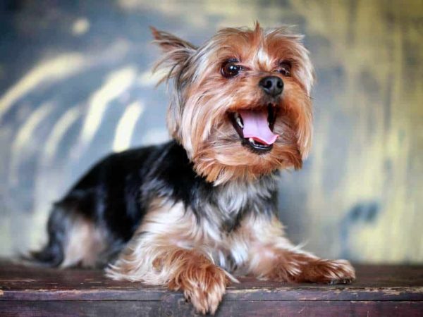 long haired small dog breeds