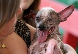 Gus, the winner in the world's ugly dog contest for 2008. 