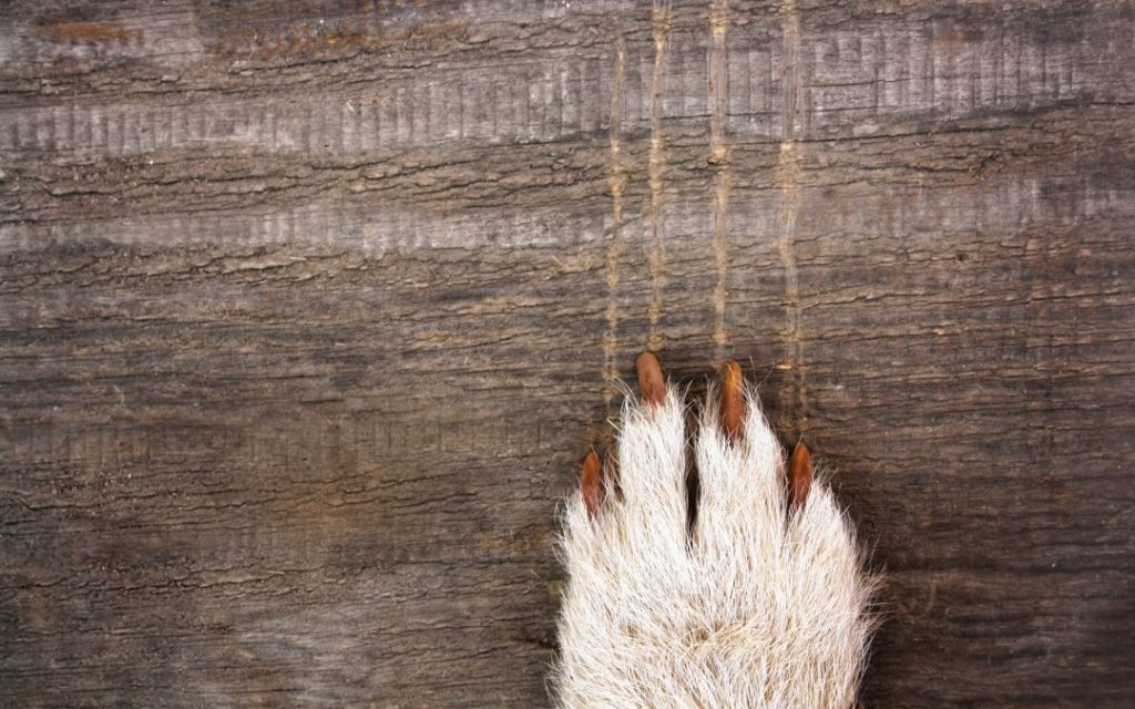 clipping dog's toenails
