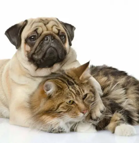 Dog Breeds Good with Cats